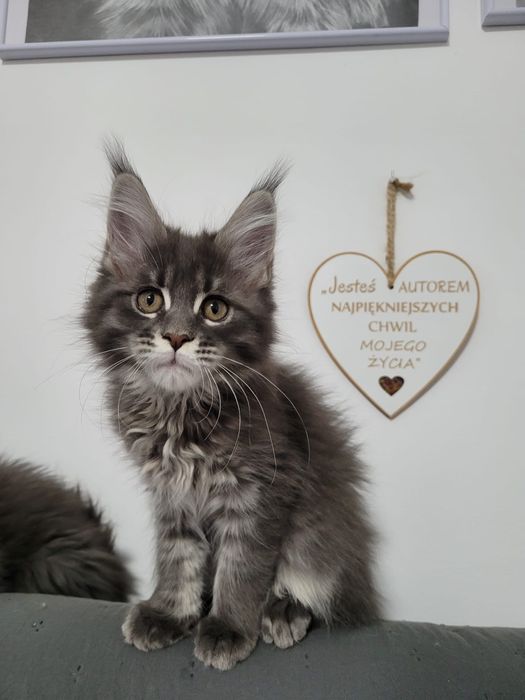 Koteczka bardzo mrucząca