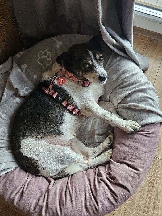 Niewielka Tinka szuka domu