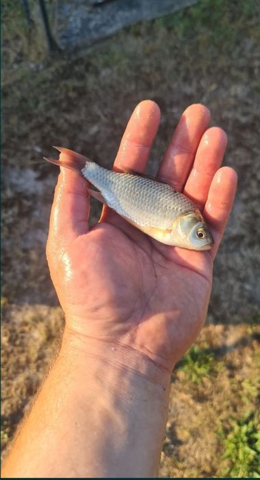 Karaś srebrzysty, żywiec, zarybienie stawu/oczka