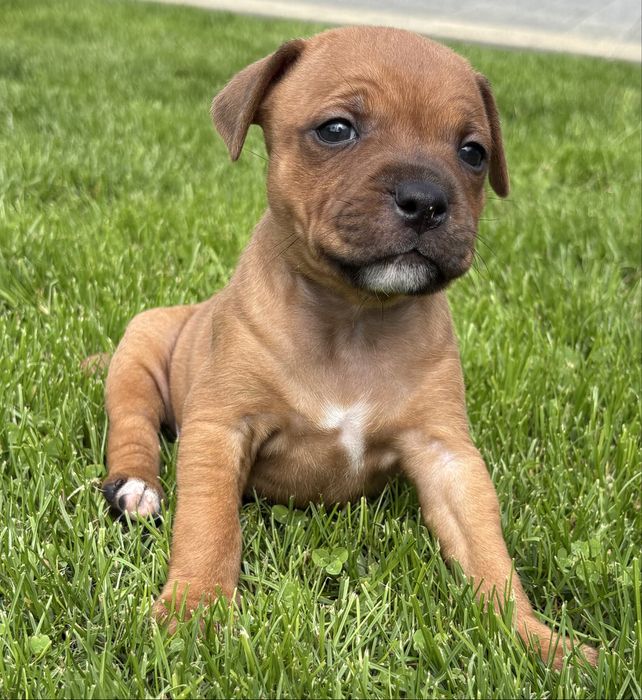 Szczeniak Staffordshire Bull Terrier, ZKwP