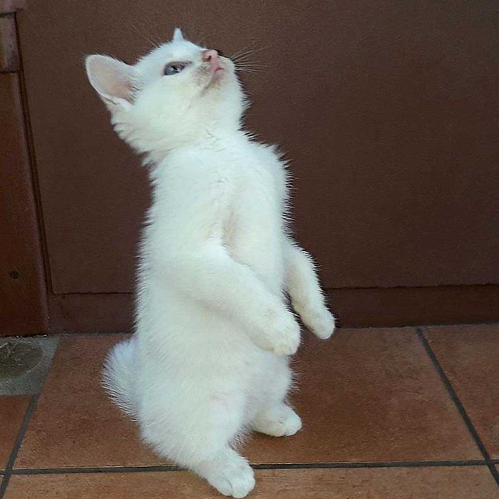 КОТИК - хлопчик в добрі руки.