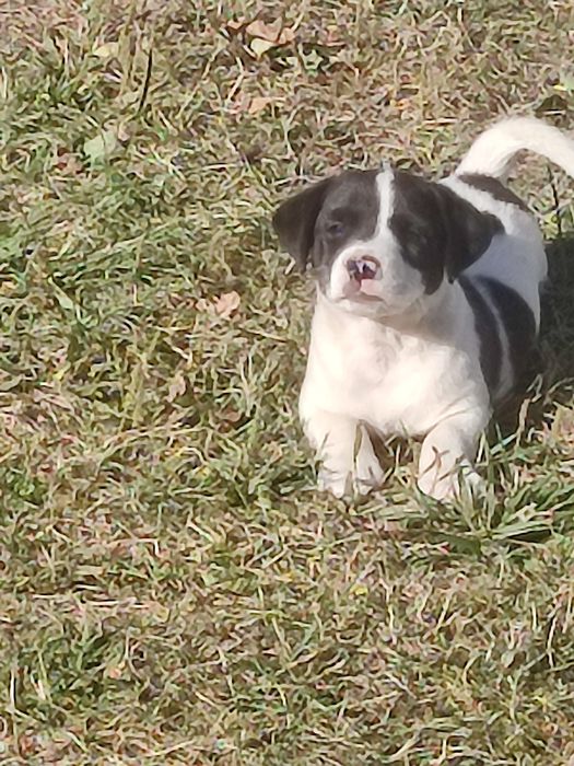 Jack Russell terrier