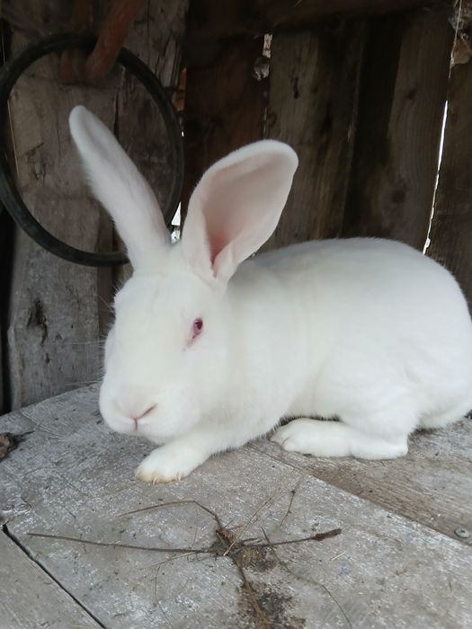 Продам робочого самця