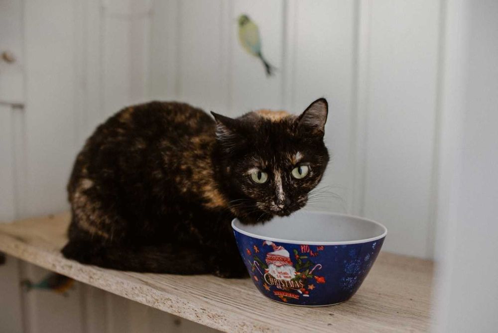 Cynamonka szuka przytulnego domu - Adoptuj!