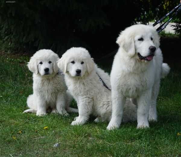 Polski Owczarek Podhalański  FCI, ZKwP - szczeniak