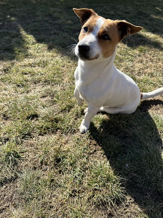 Джек Рассел вязка