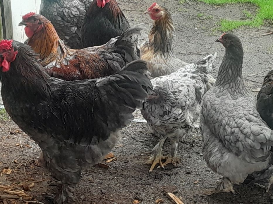 Galos caseros baiamas