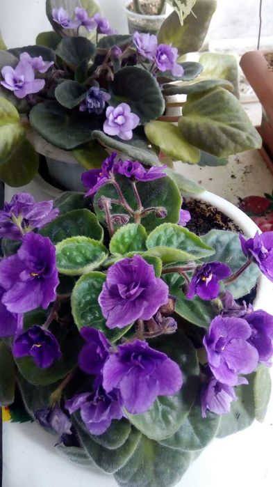 продам декабристы.фиалки