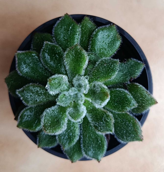 Planta " Echeveria " muito bonita