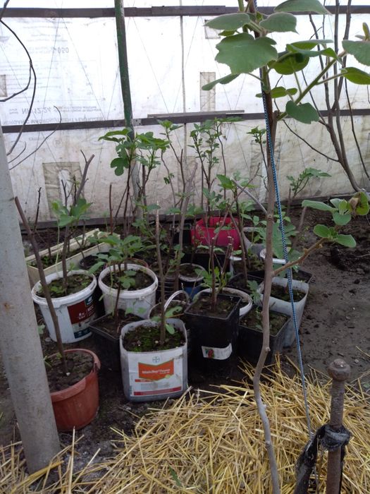 Продам саджанці Інжиру .