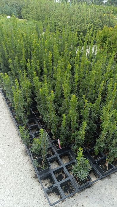 Cis Hicksii w doniczce p9, 8 zł