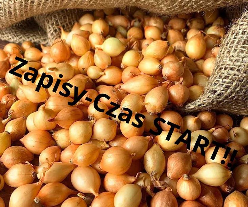 Zapisy na cebulę dymkę z Holandii
