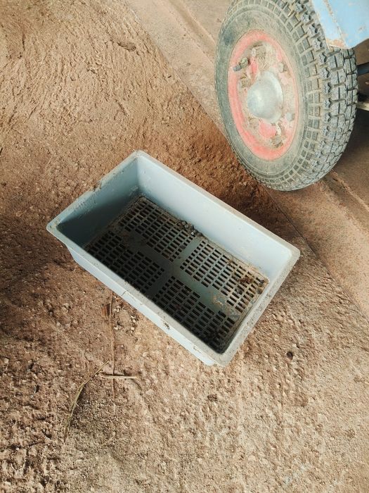 Coelheiras com ninhos