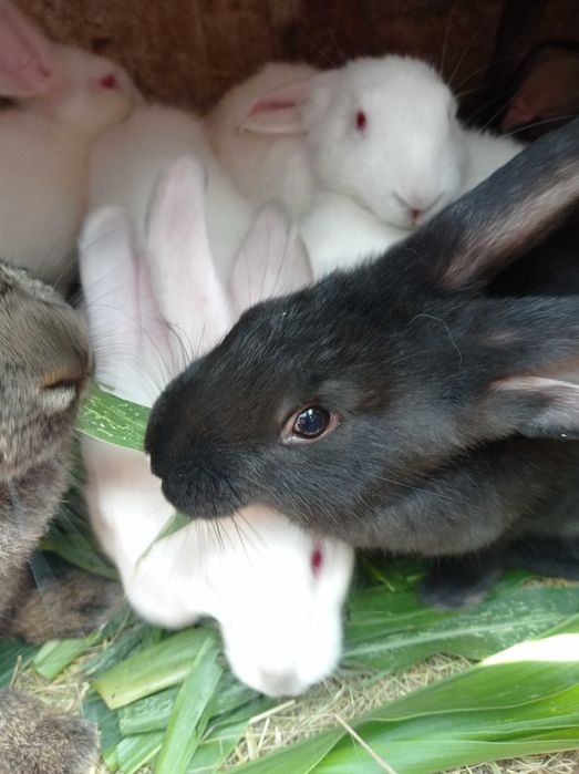 Продам гарних кроликыв