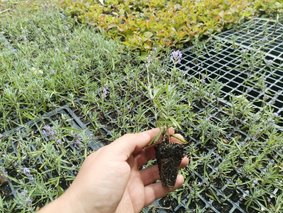 Бересклет, Хакуро нішікі, Форзиція, Лапчатка, Дейція, Роза, Туя