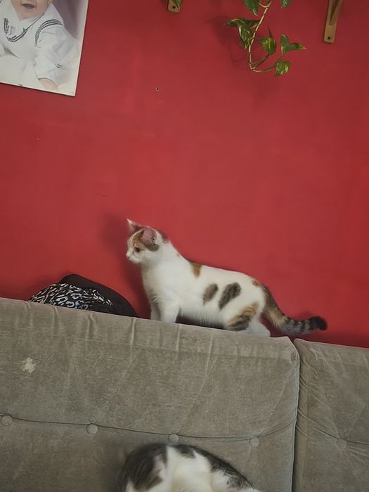 Szukam domu dla półrocznej kotki