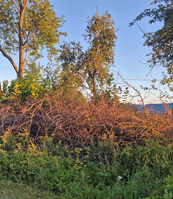 Suche gałęzie za darmo – pod rębak lub na opał