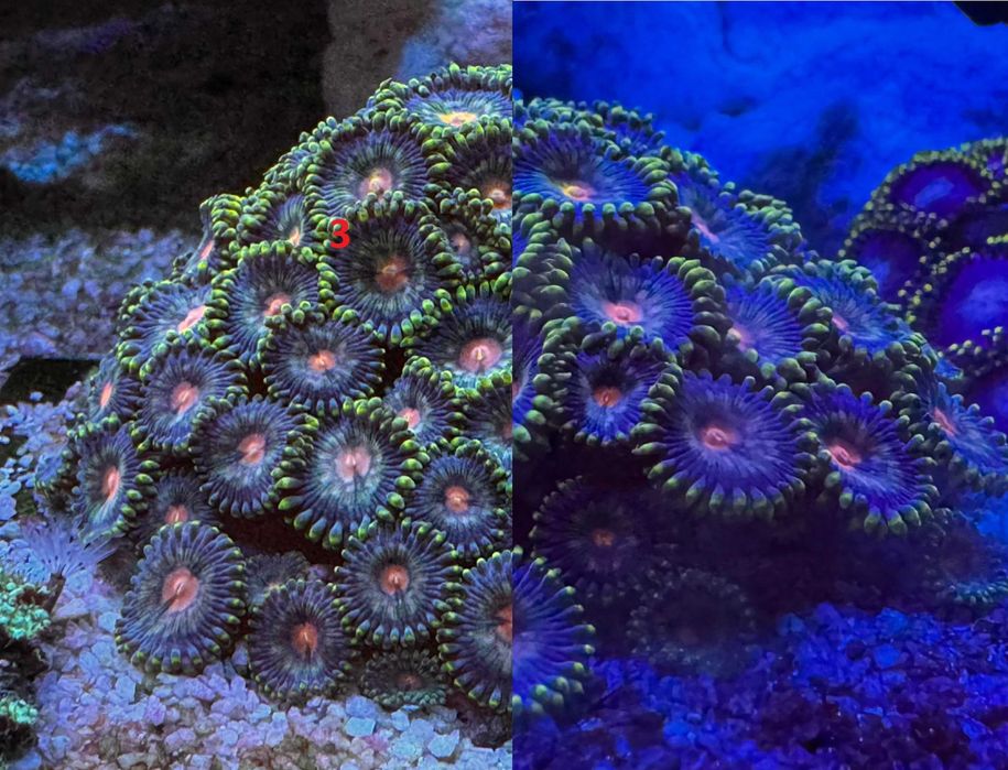 Korale Zoanthus Zoa - Akwarium morskie