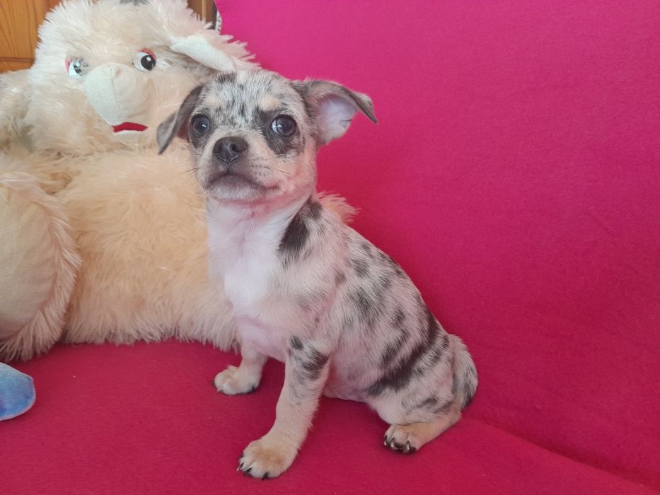 Chihuahua piesek