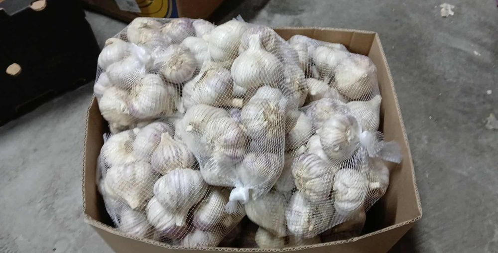 Czosnek Harnas ładny