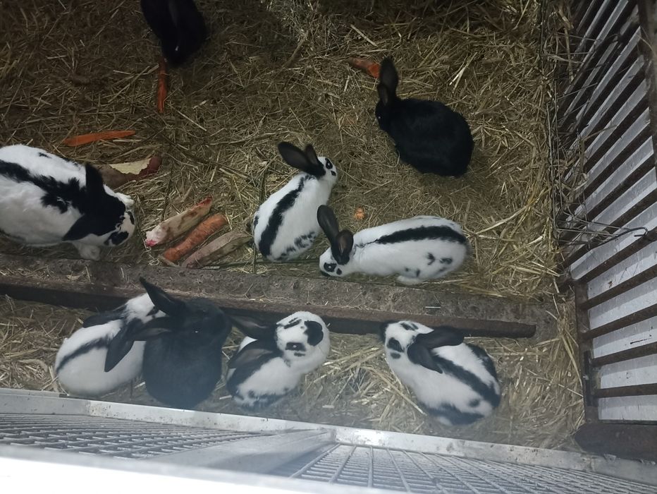 Króliki. Olbrzym srokacz