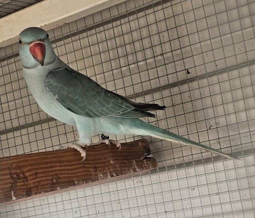 Ring neck azul canela portador cc