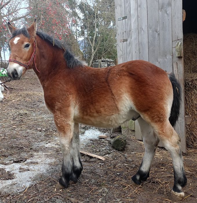 ogierek zimnokrwisty