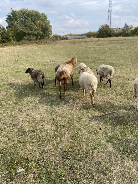 Продам поні, баранів та кіз.