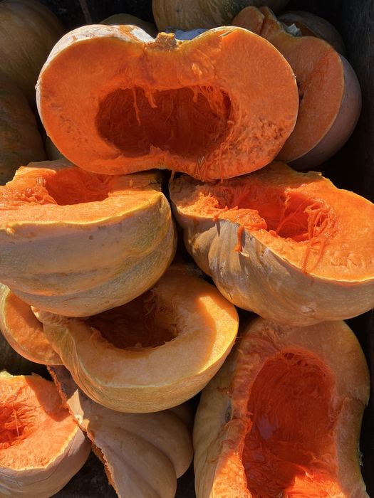 Abóboras  variedade musquee