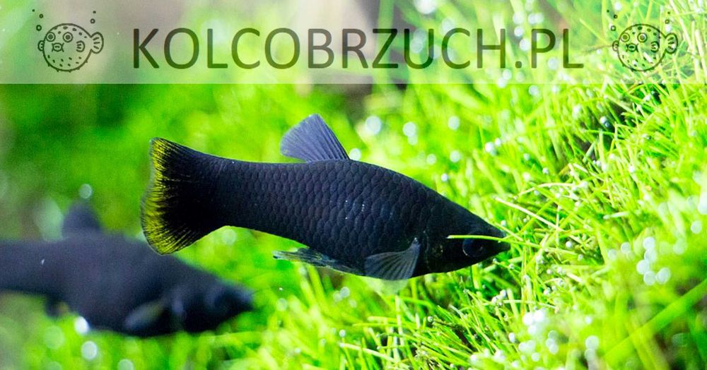 Molinezja ostrousta czarna - Poecilia sphenops - dowóz, wysyłka
