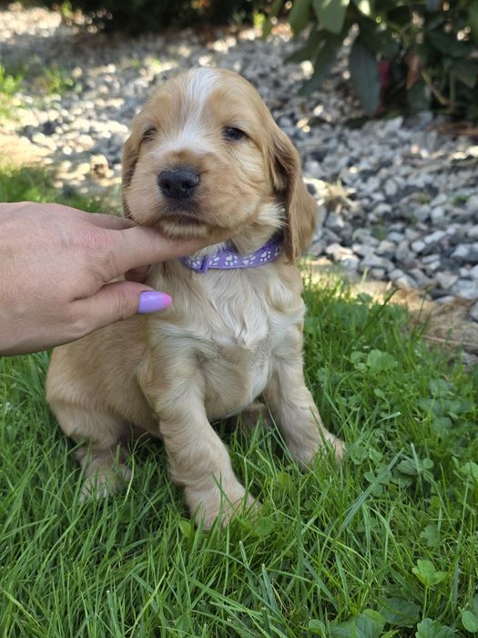 Ostatnia suczka cocker spaniel