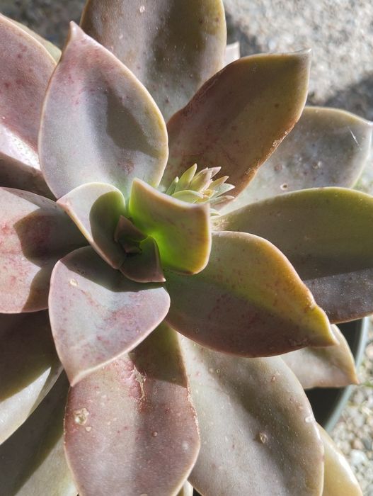 Plantas Suculentas para o Natal