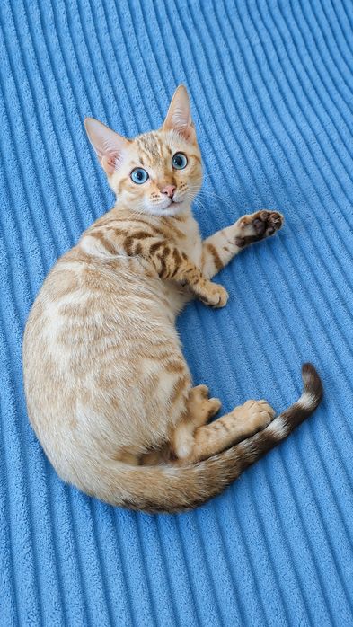 Снежный бенгальский котёнок кот кошка