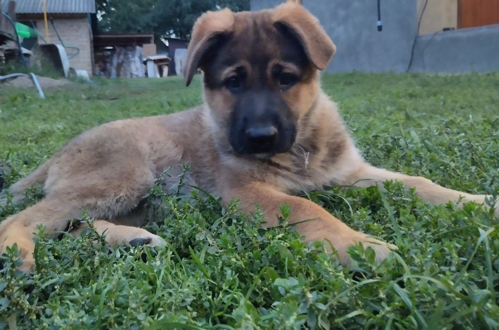 Цуценята німецької вівчарки