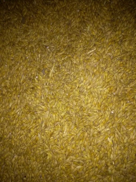 Jęczmień konsumpcyjny browarny