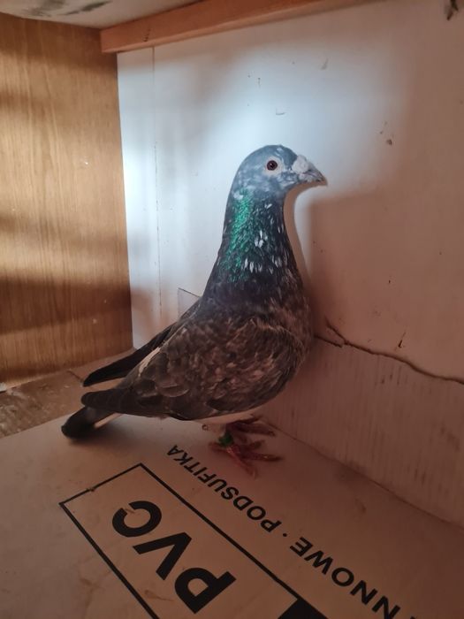 Sprzedam gołębie pocztowe