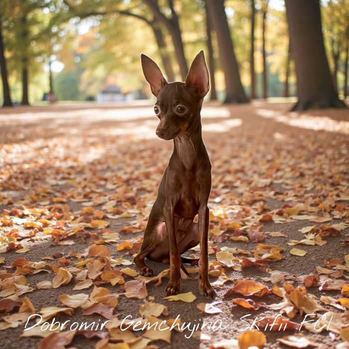 Rosyjski Toy (ratlerek), z dokumentami FCI