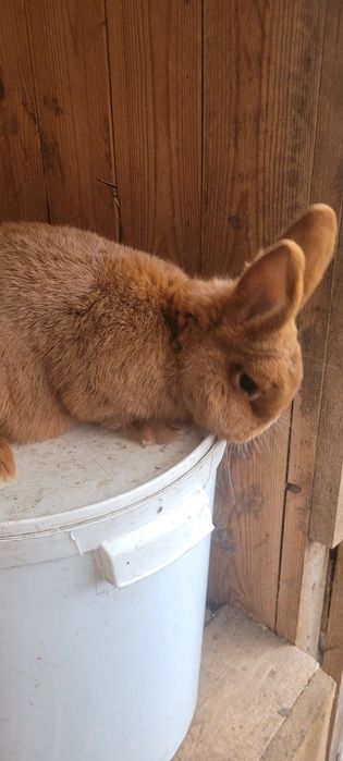 Nowozelandzkie czerwone