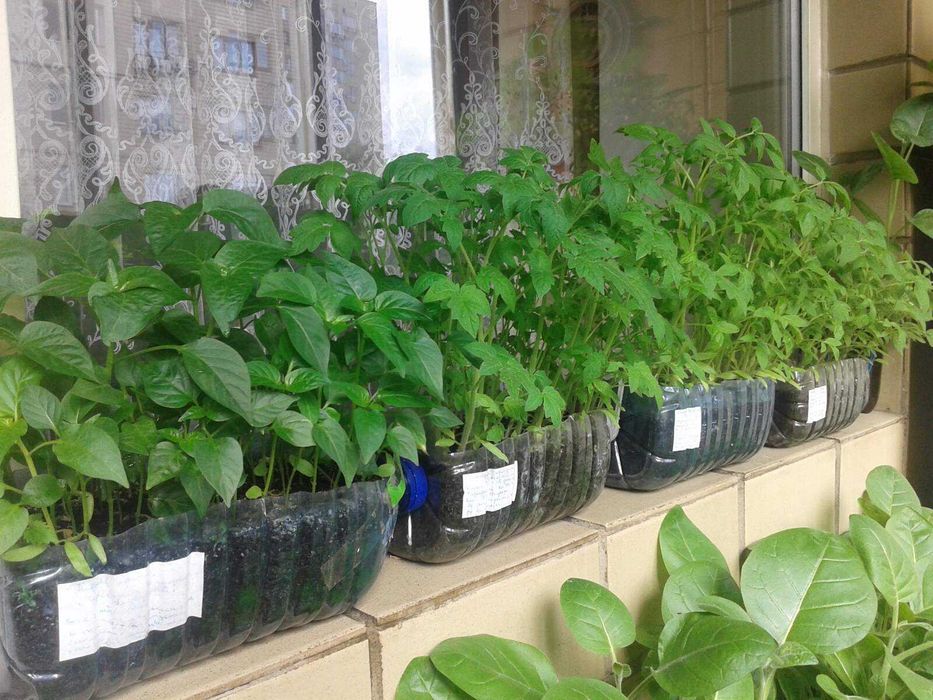 Рассада помидор, перец.