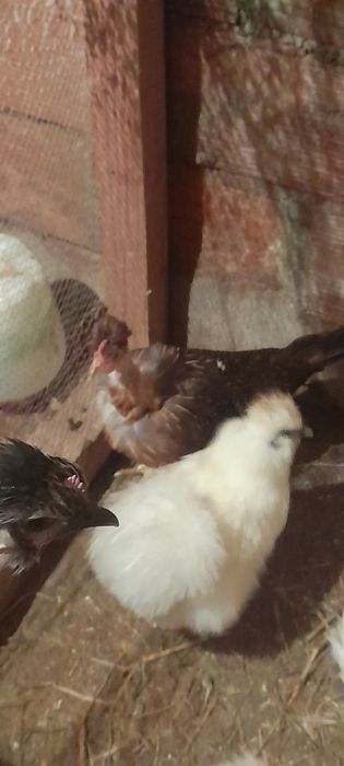 Vendo  2 granizas fêmeas