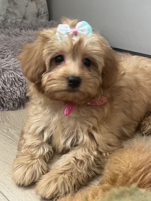 Cudowna suczka maltipoo do odbioru