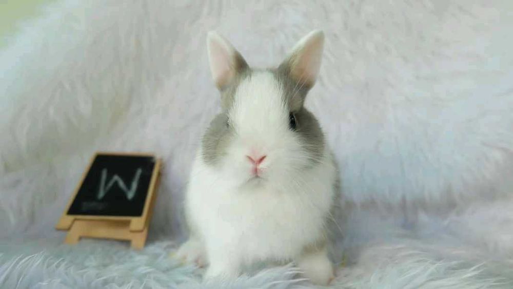 Coelhos anões mini hôlandes, toy, teddy, lean head, KIT Completo