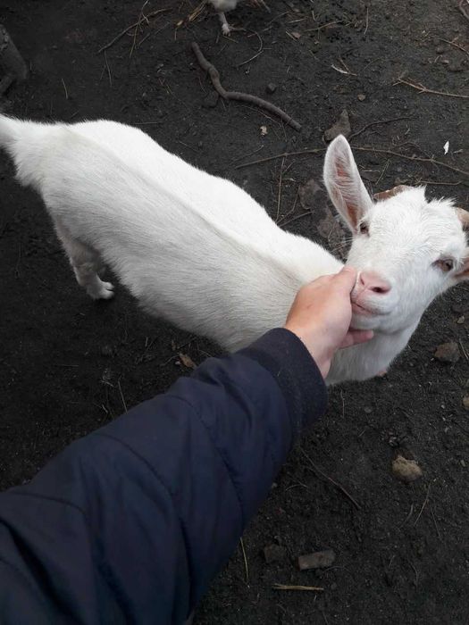 Коза, молода, не дойна