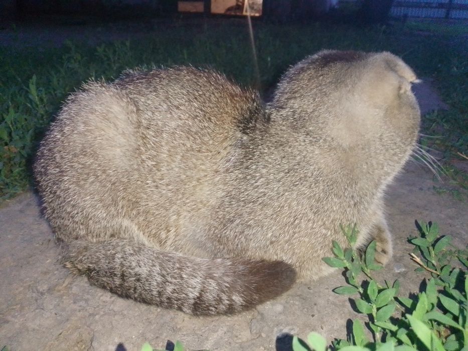 Шотландський висловухий котик