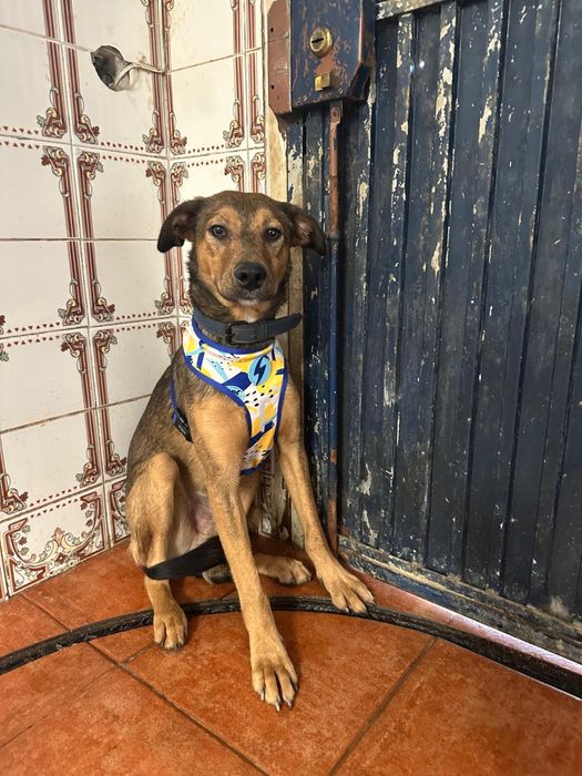 RAPOSO - cachorro para adocao responsavel