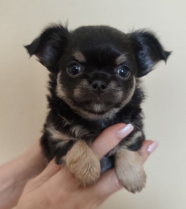 Цуценята чіхуахуа , професійний розплідник КСУ