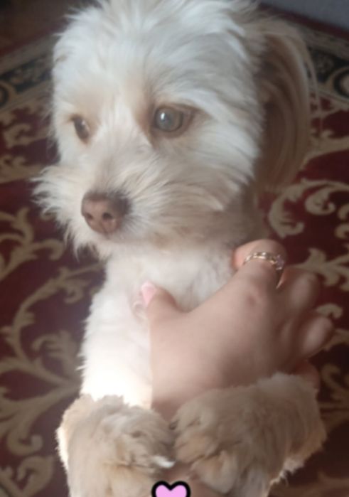 Oddam pieska do adopcji ma na imię Simba