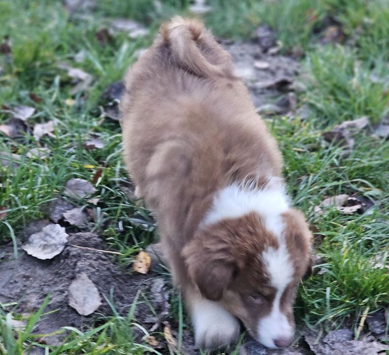 Owczarek miniaturowy amerykański SUCZKA