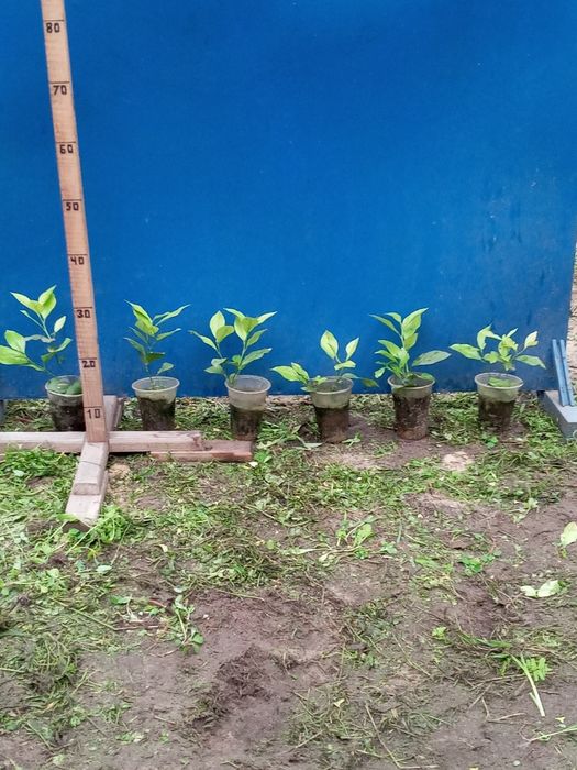 Молоді  лимони .