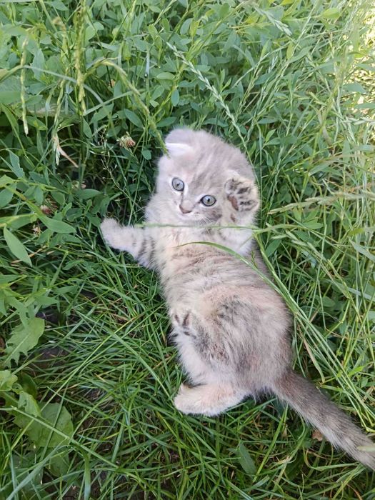кошення дівчинка 2 місяці